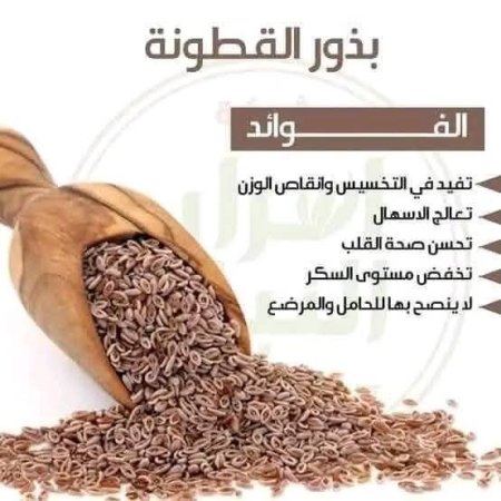 بذور القاطونة 